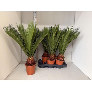 CYCAS REVOLUTA