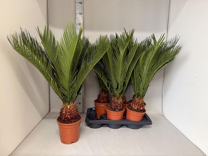 <h4>CYCAS REVOLUTA</h4>