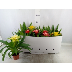 Guzmania   ...mix 7