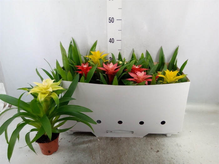 <h4>Guzmania   ...mix 7</h4>