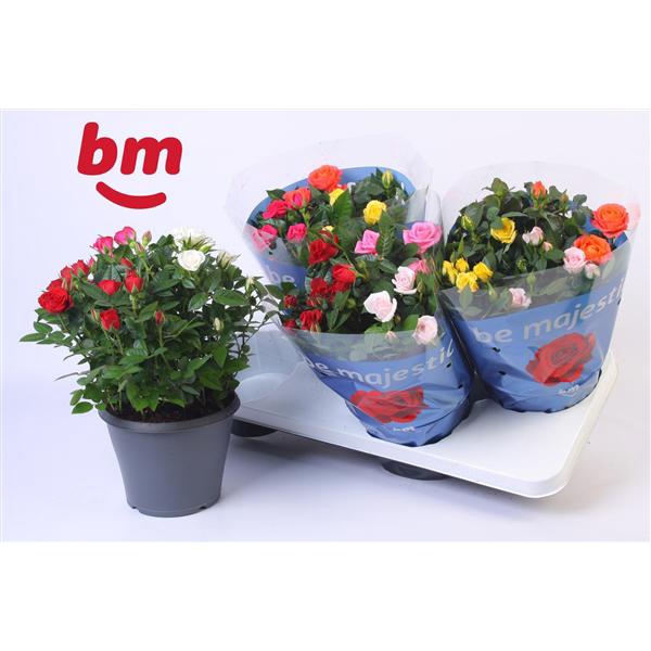 <h4>Rosa Jewel Patio Confetti Mix 17cm</h4>