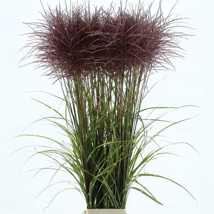 Miscanthus El Tigre