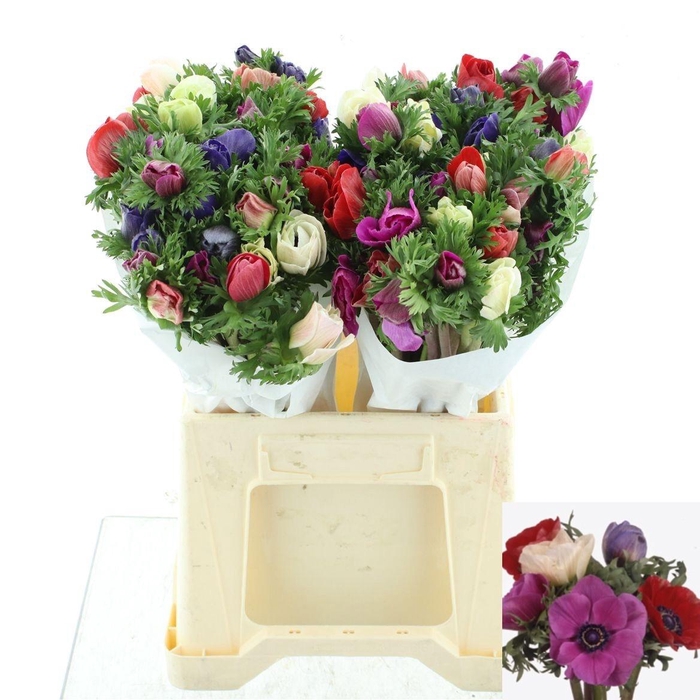 <h4>ANEM GEM BS</h4>