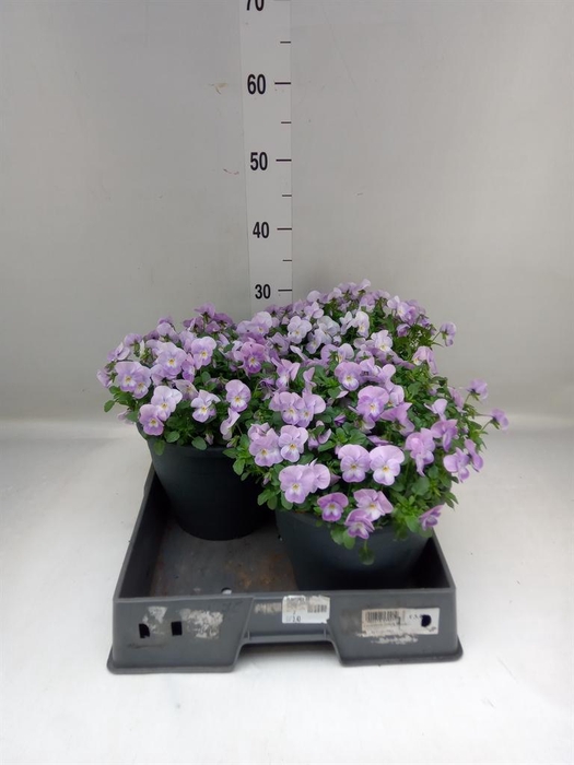 <h4>Viola corn. 'Evo Mini Pink Wing'</h4>