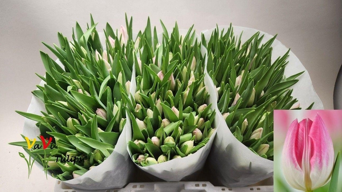 <h4>TU EN FIRST CLASS</h4>