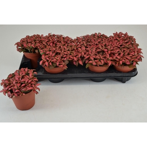 Fittonia verschaf. 'Forest Flame'