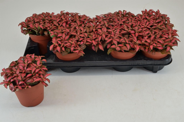 <h4>Fittonia verschaf. 'Forest Flame'</h4>