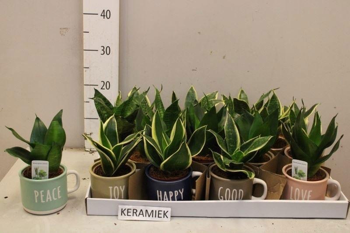 <h4>SANSEV HAHNII</h4>