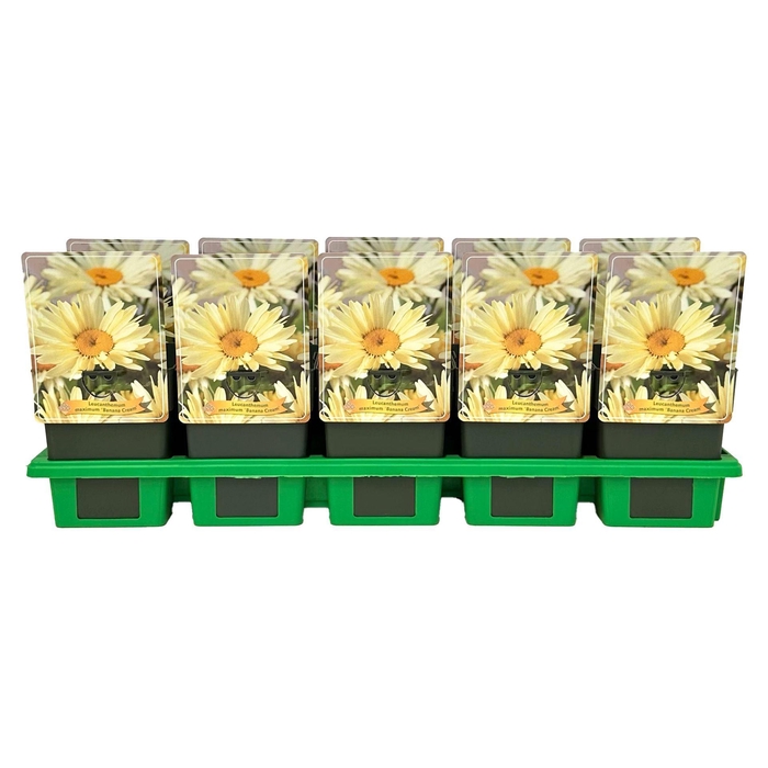 <h4>Leucanthemum Banana Cream</h4>