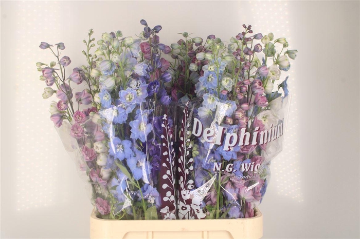 <h4>Delph El Dewi Mixed</h4>