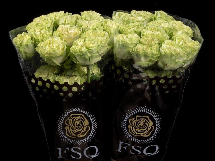 <h4>R GR Exotix Mint</h4>