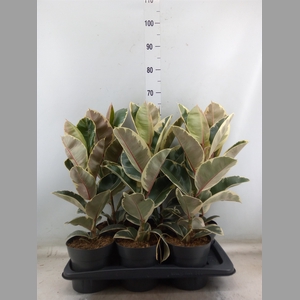Ficus elastica 'Tineke'