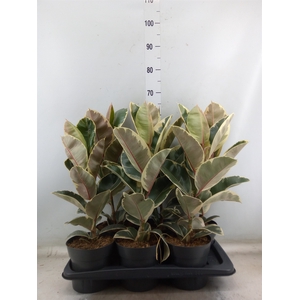 Ficus elastica 'Tineke'