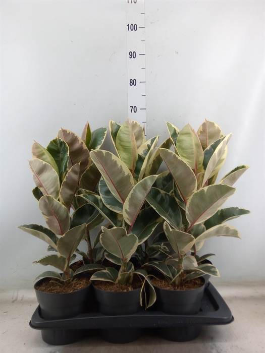 <h4>Ficus elastica 'Tineke'</h4>