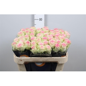 R Gr Pink Journey B1