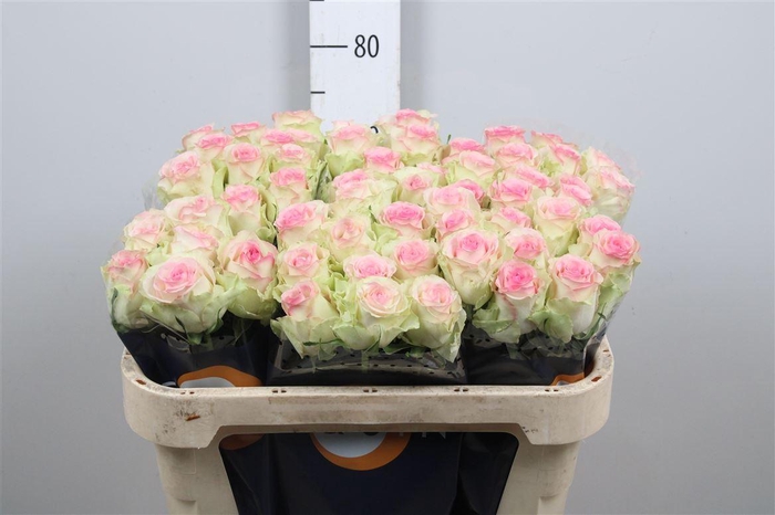 <h4>R Gr Pink Journey</h4>