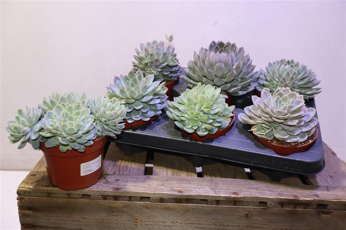 <h4>arr8 Echev Zonder Bloem</h4>