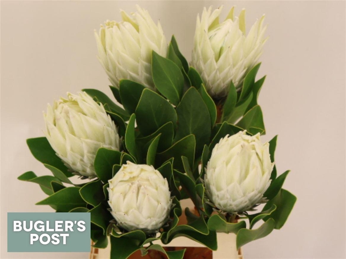 <h4>Protea Cy Arctic Ice</h4>