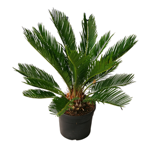 Cycas revoluta