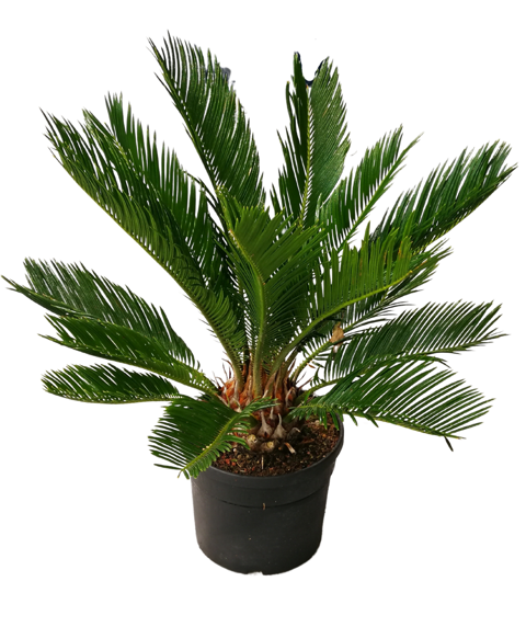 <h4>Cycas revoluta</h4>