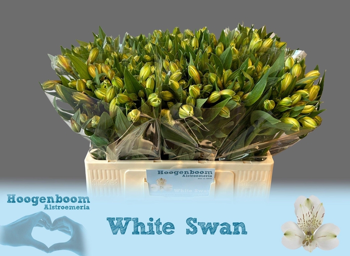 <h4>ALSTR WHITE SWAN</h4>
