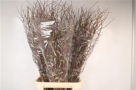 <h4>Chaenomeles Superba</h4>