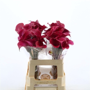 Calla Tokyo | Dubbelbloemig
