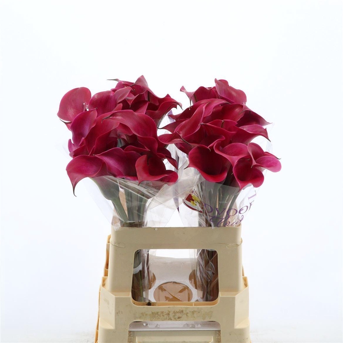 <h4>Calla Tokyo | Dubbelbloemig</h4>