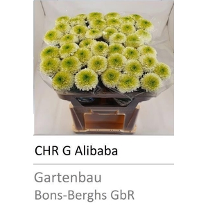 CHR G ALIBABA