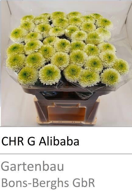 <h4>CHR G ALIBABA</h4>