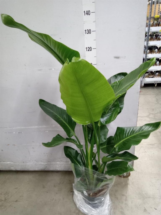 <h4>Strelitzia nicolai</h4>