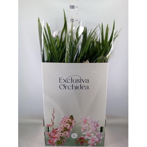 Cymbidium   ...
