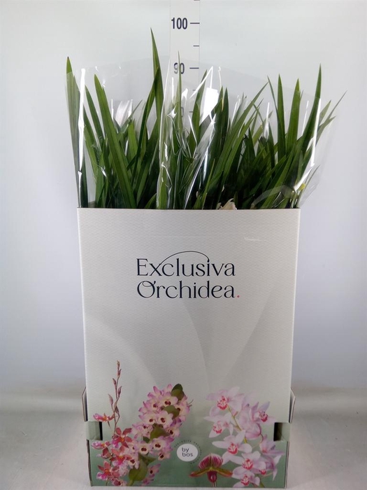 <h4>Cymbidium ...</h4>