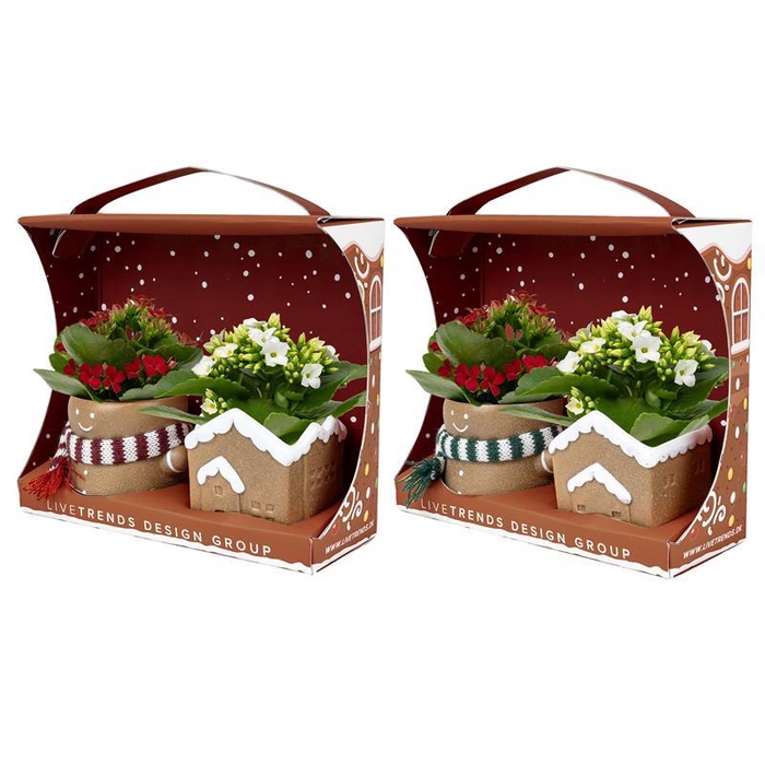 <h4>KALANCHOE BLOSSFELDIANA</h4>