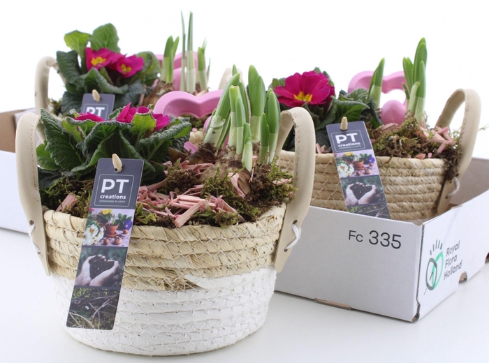 <h4>ARR PL IN SCHAAL</h4>