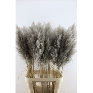 Cortaderia Super Grey