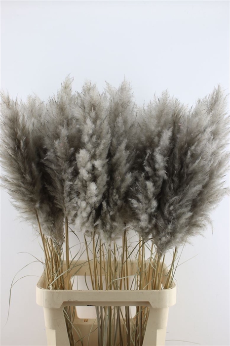 <h4>Cortaderia Super Grey</h4>