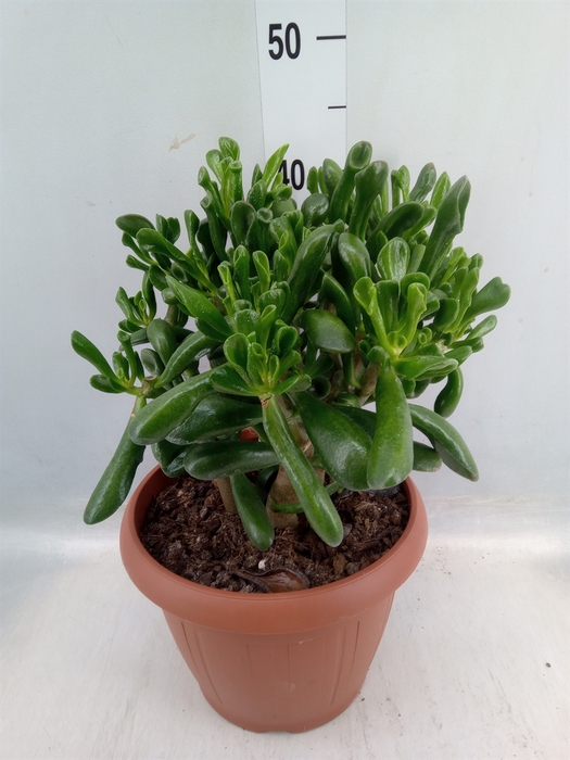 <h4>Crassula ovata 'Gollum'</h4>