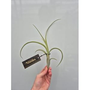 Tillandsia Intermedia L met Label