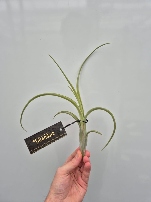 <h4>Tillandsia Intermedia L met Label</h4>