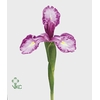 Iris Latifolia White