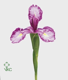 Iris Latifolia White