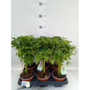 Schefflera arbor. 'Luseana'