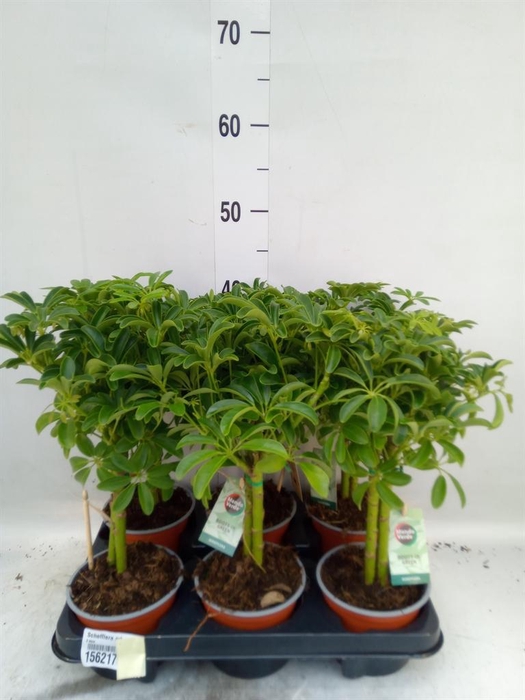 <h4>Schefflera arbor. 'Luseana'</h4>