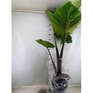 Alocasia   ...