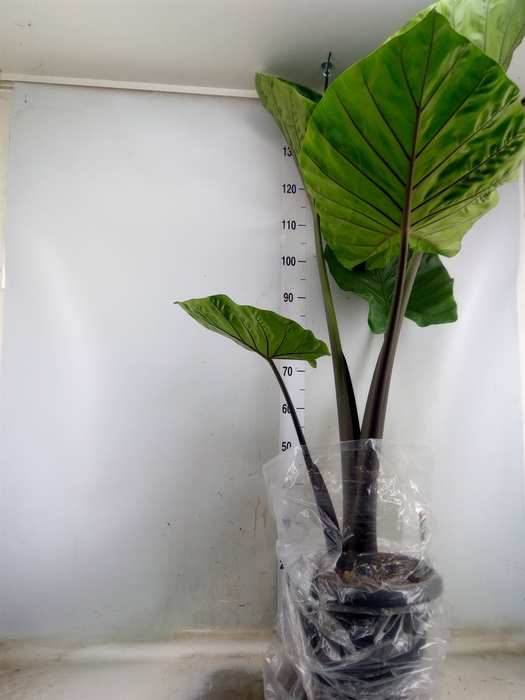 <h4>Alocasia   ...</h4>
