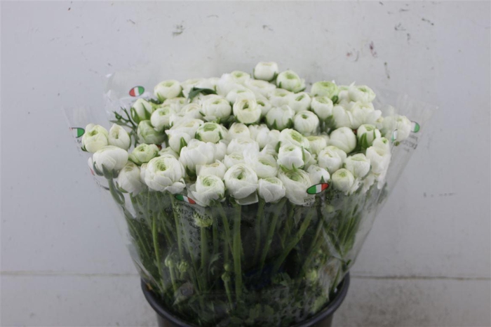 <h4>Ran Elegance White</h4>