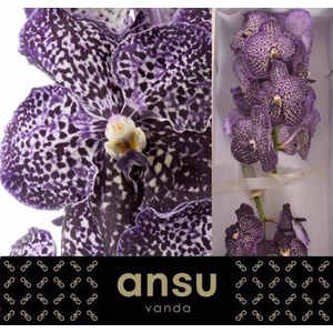 Vanda Su Jeff Leatham