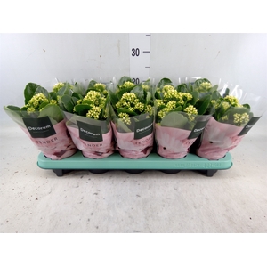 Kalanchoe blos. 'Serenity Silk'