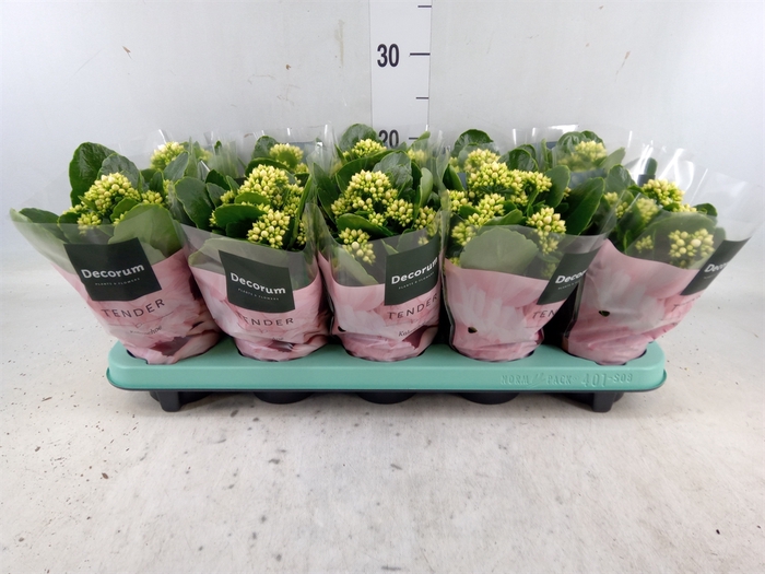 <h4>Kalanchoe blos. 'Serenity Silk'</h4>